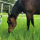 Ready Made Portable Electric Horse Corral Fencing: (Electric EconoLine 2 Panels; 2 Rails)