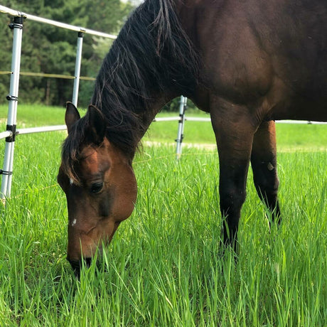 BOGO Ready Made Portable Electric Horse Corral Fencing: (Electric EconoLine 8x2 = 16Panels; 2 Rails)